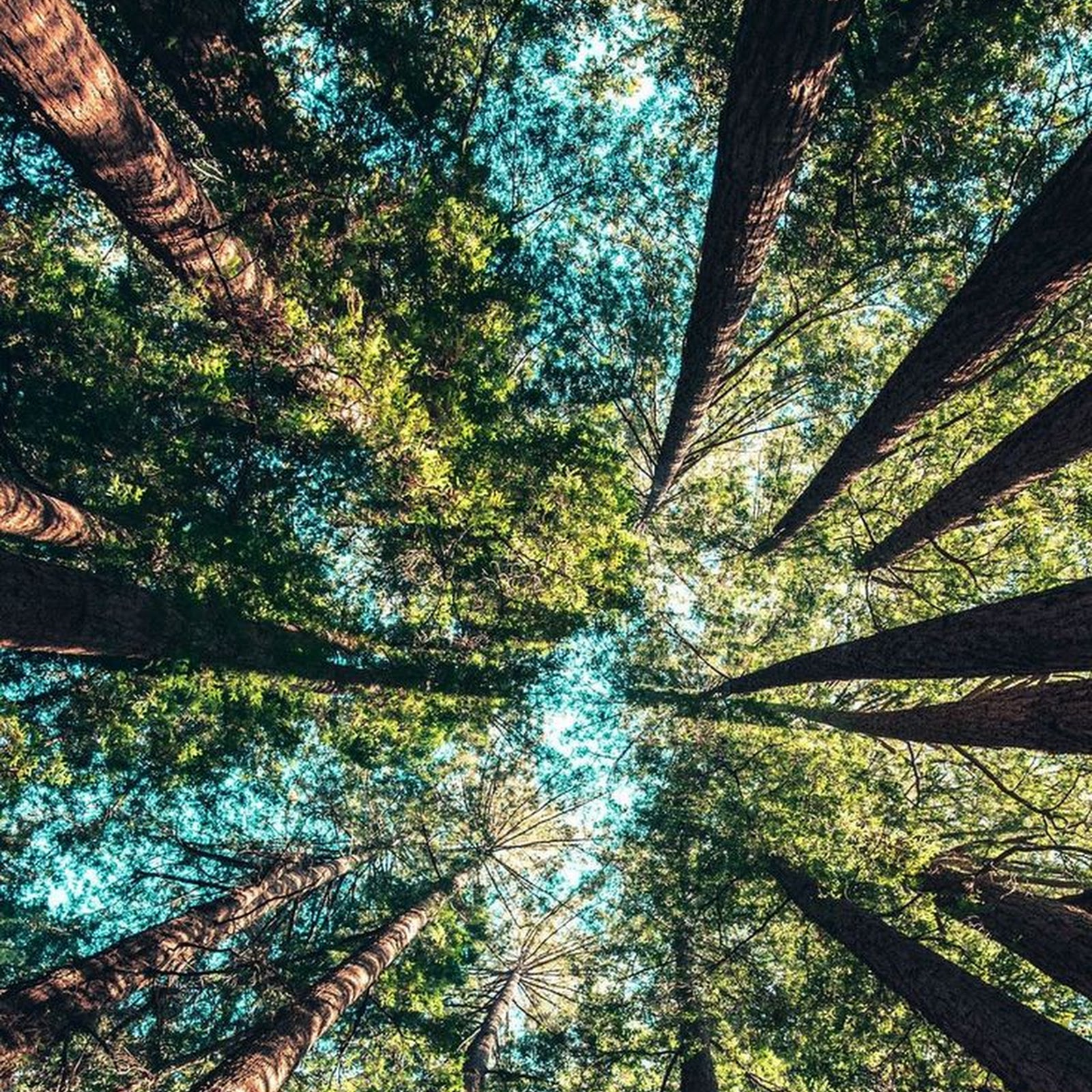 Download Tall Redwood Forest Canopy iPhone