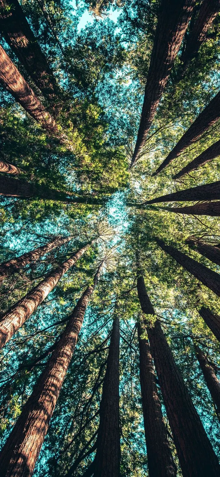 Tall Redwood Forest Canopy - Nature Photography iPhone Wallpaper (736x1592)