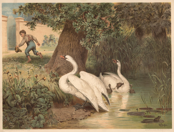 Swans 1880