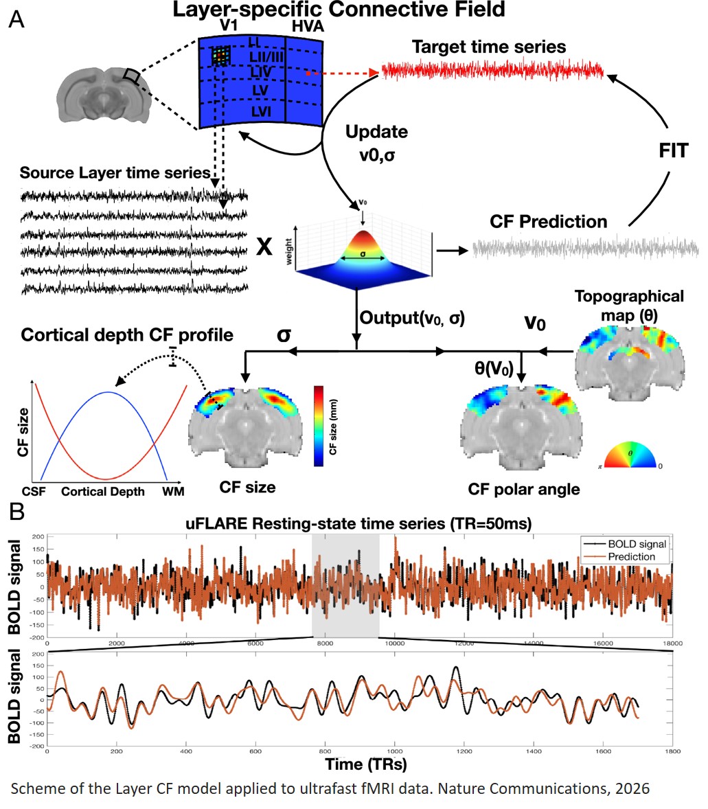 UltraFast Layer-Resolved Encoding (uFLARE) functional MRI deciphers bidirectional signaling from spontaneous activity