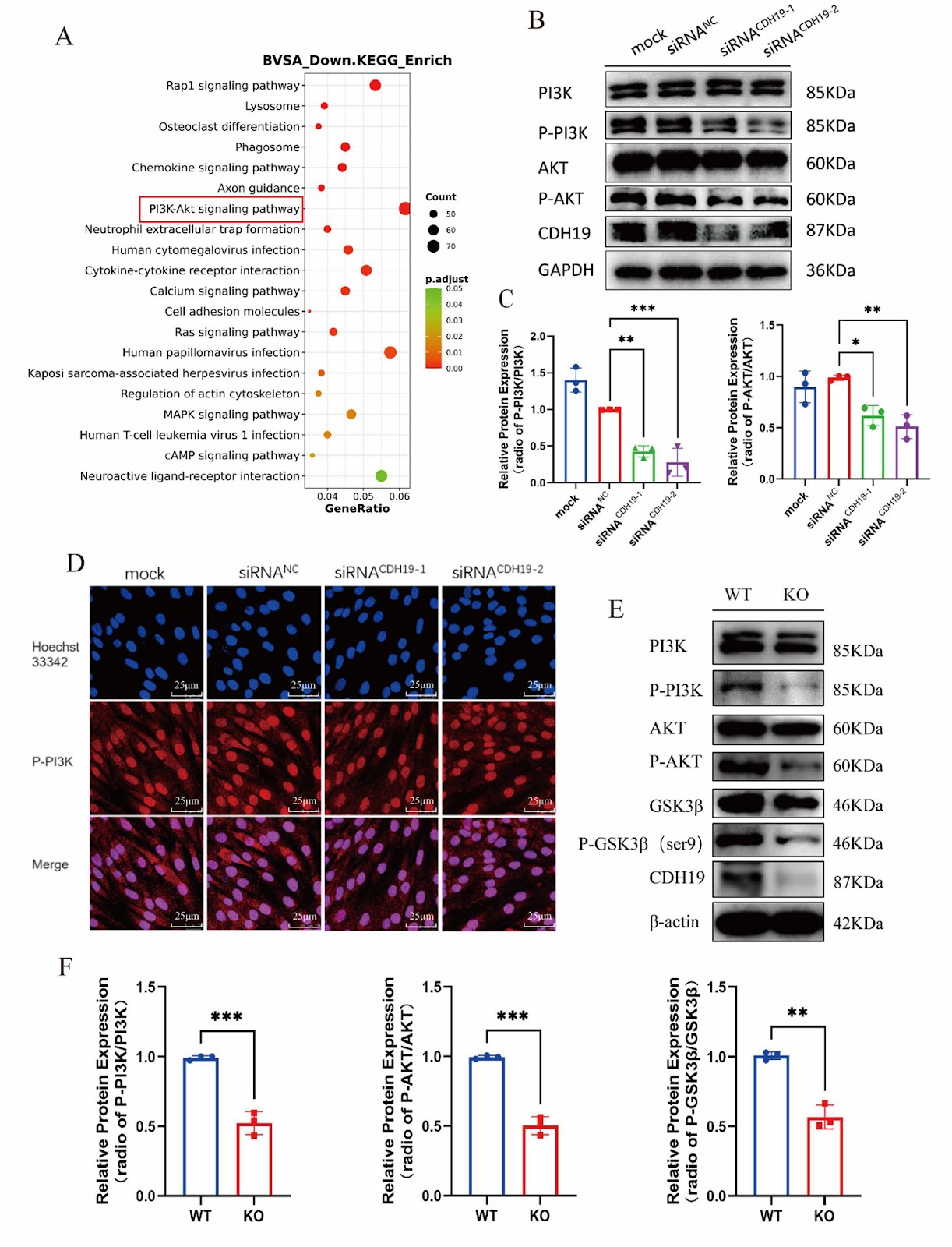 Cadherin 19 deficiency inhibits osteogenic differentiation and bone formation by regulating PI3K/AKT signaling pathway