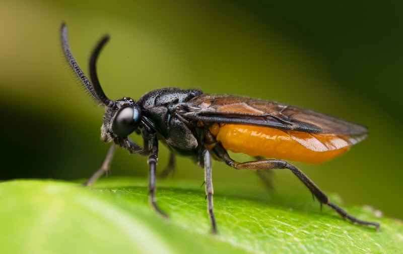 Sawfly