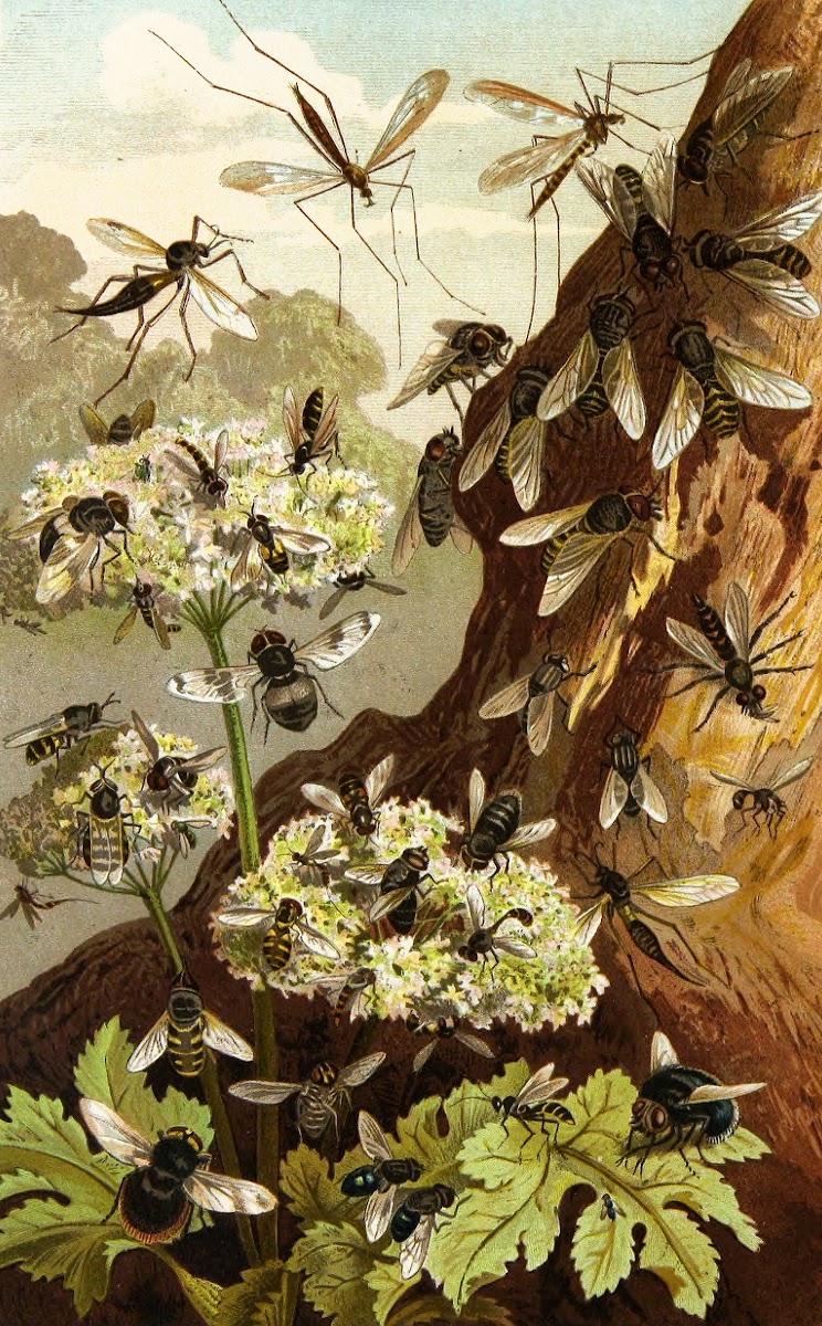 Die Insekten Tausendfussler und Spinnen Pl 13 1877