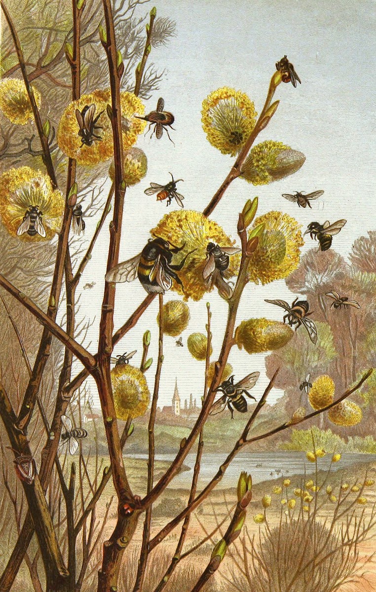 Die Insekten Tausendfussler und Spinnen Pl 07 1877