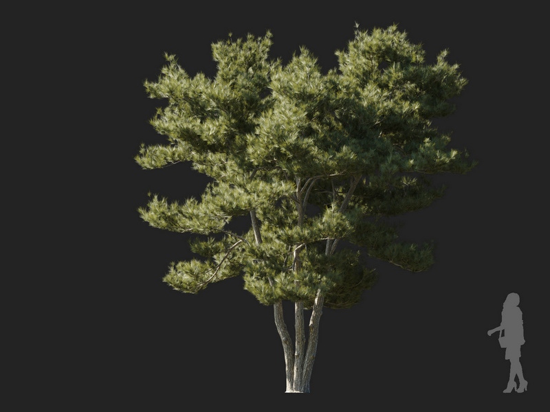 Maxtree - Plant Models Vol.127