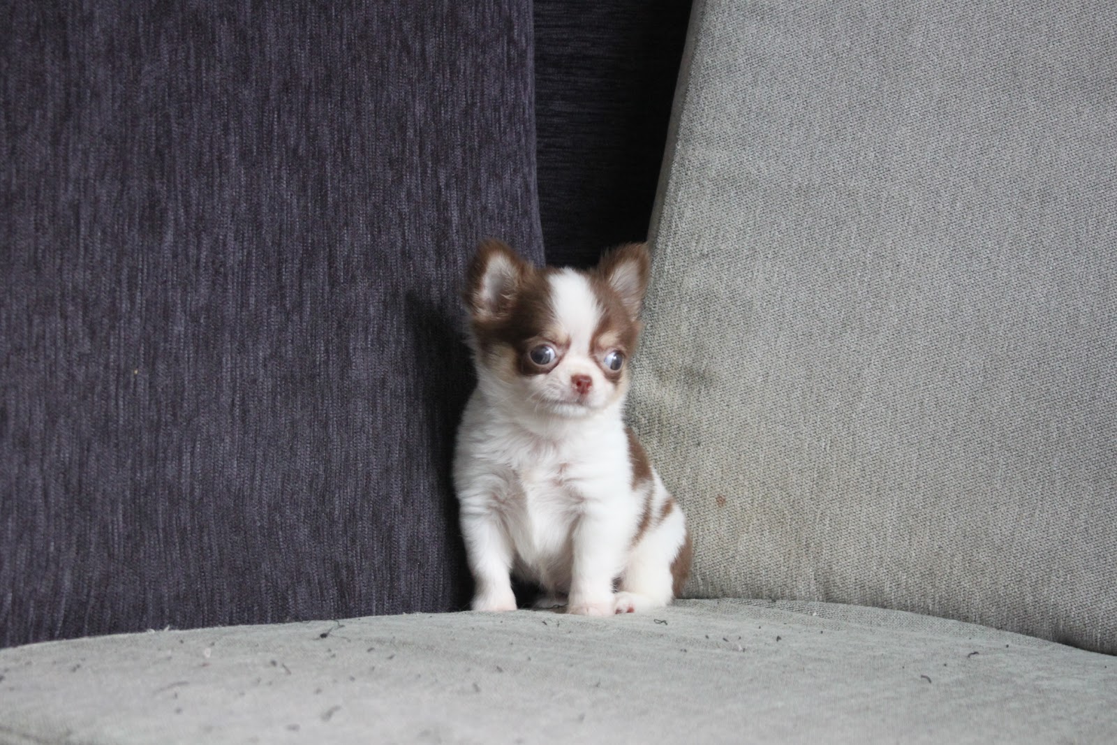 10/17出生 高端優質近茶杯長毛吉娃娃巧克力白花妹妹