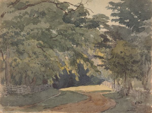 Tree lined Lane