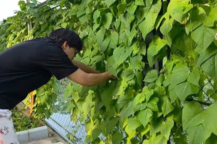 Bên trong 'biệt phủ' ngập tràn cây trái của NSND Xuân Bắc - Báo Tri thức &amp; Cuộc sống