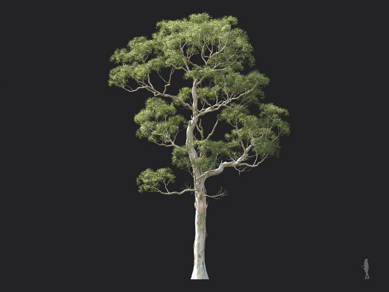 Maxtree - Plant Models Vol.124
