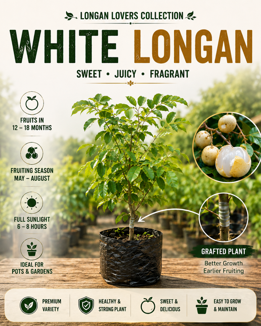 Longan Lovers Collection — view 2