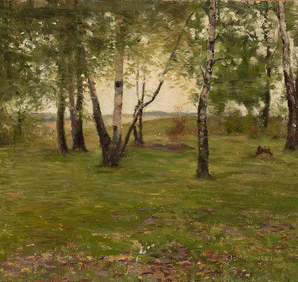 Birch trees
