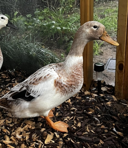 Welsh Harlequin Duckling