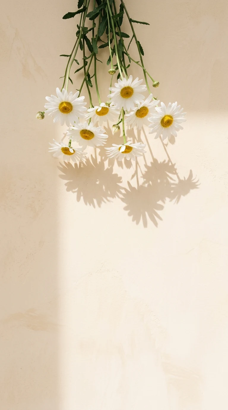 White Daisy Flowers Hanging Down with Soft Shadows on Warm Wall - Free 4K mobile Wallpaper