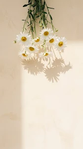 White Daisy Flowers Hanging Down with Soft Shadows on Warm Wall