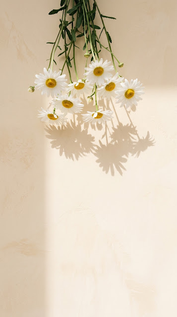 White Daisy Flowers Hanging Down with Soft Shadows on Warm Wall - Free mobile Wallpaper