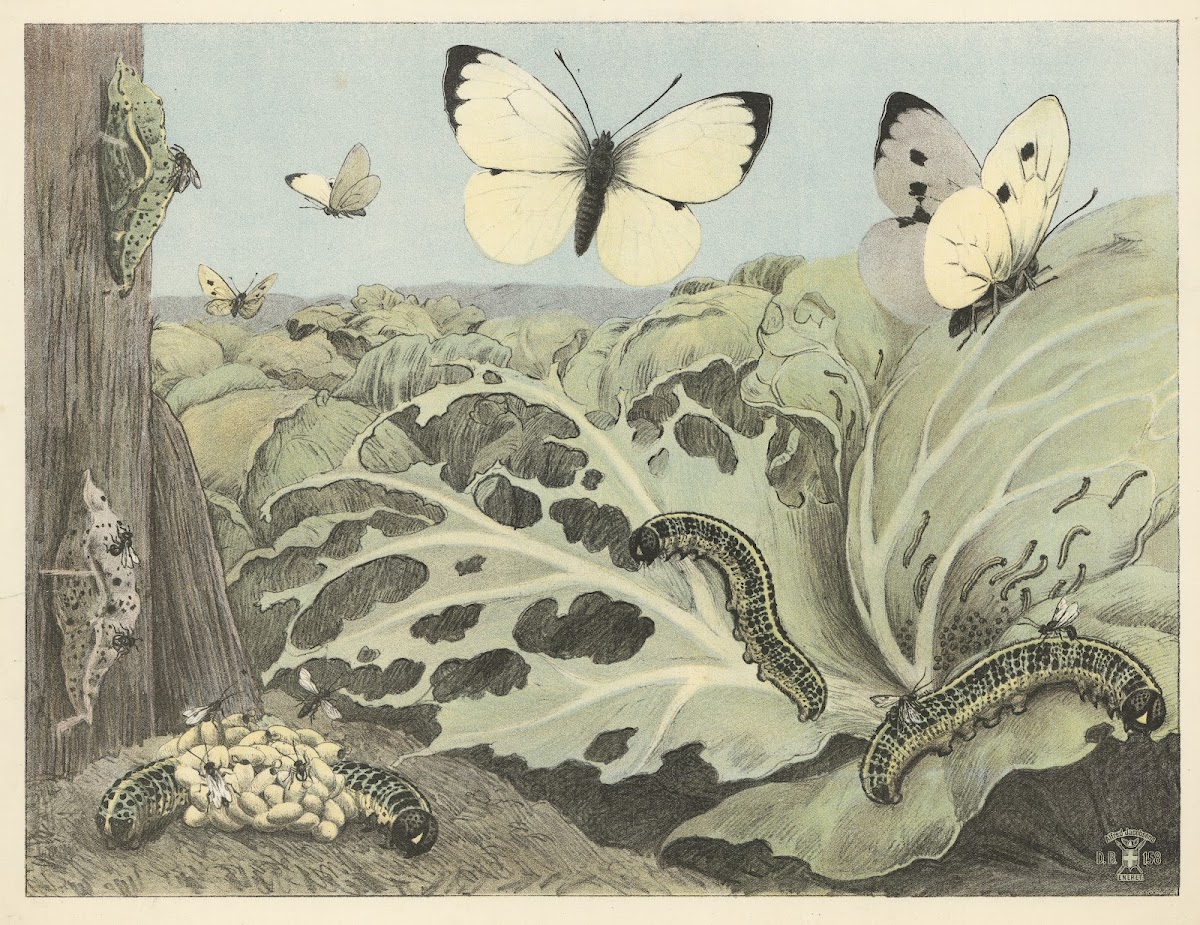 Cabbage butterflies 1892