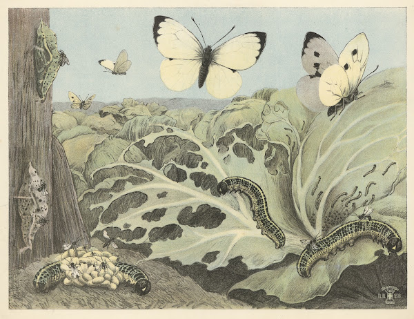 Cabbage butterflies 1892