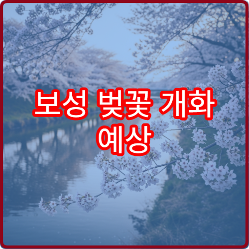 보성 벚꽃 개화 예상 보성 봄꽃 절정 시기