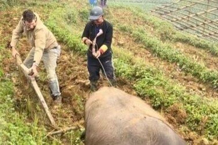 Clip chàng Tây cày ruộng, trồng rau khiến dân mạng bật cười - Tạp chí Tri thức