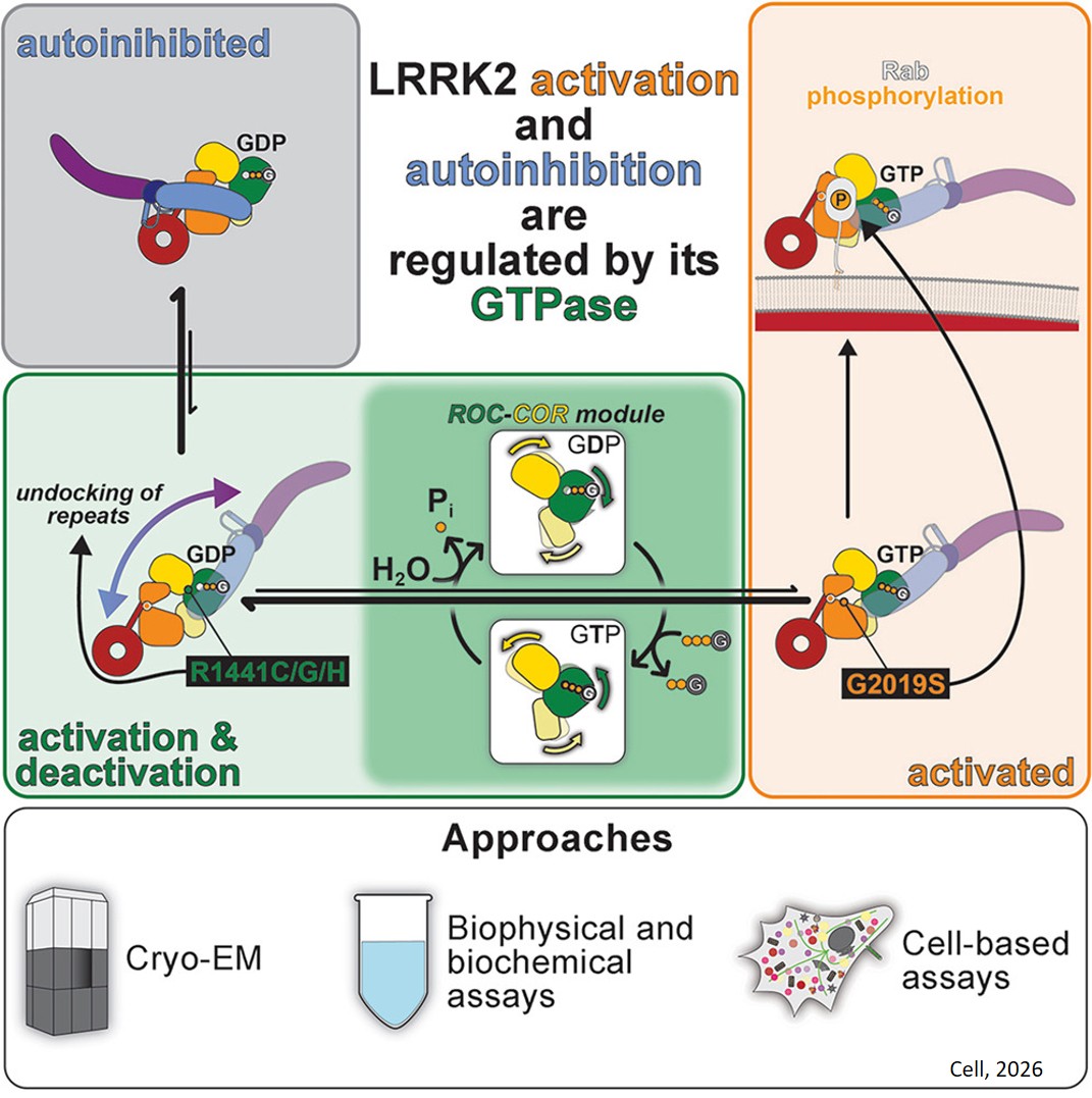 The structural basis for LRRK2’s activation and autoinhibition