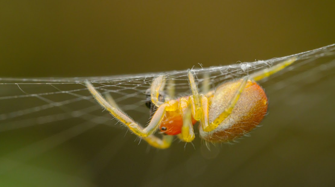 Araniella sp.