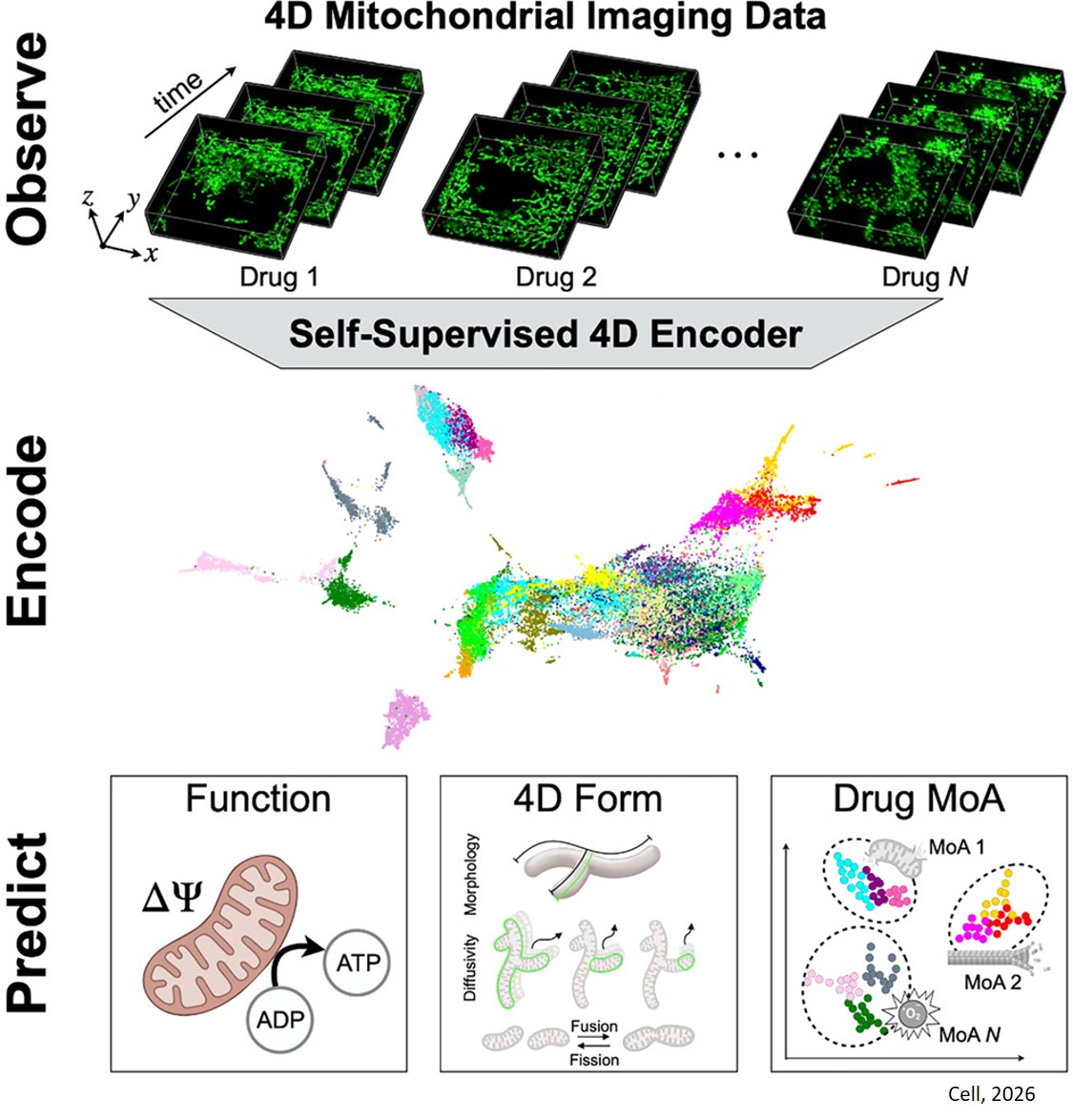 4D spatiotemporal landscape of mitochondrial phenotypes across cellular states unlocked through representation learning