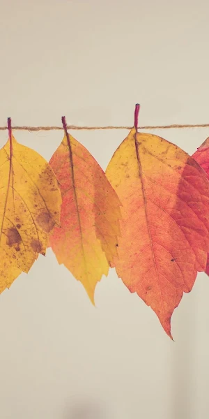 Autumn, Fall, Leaves, Nature 5K Wallpaper Background