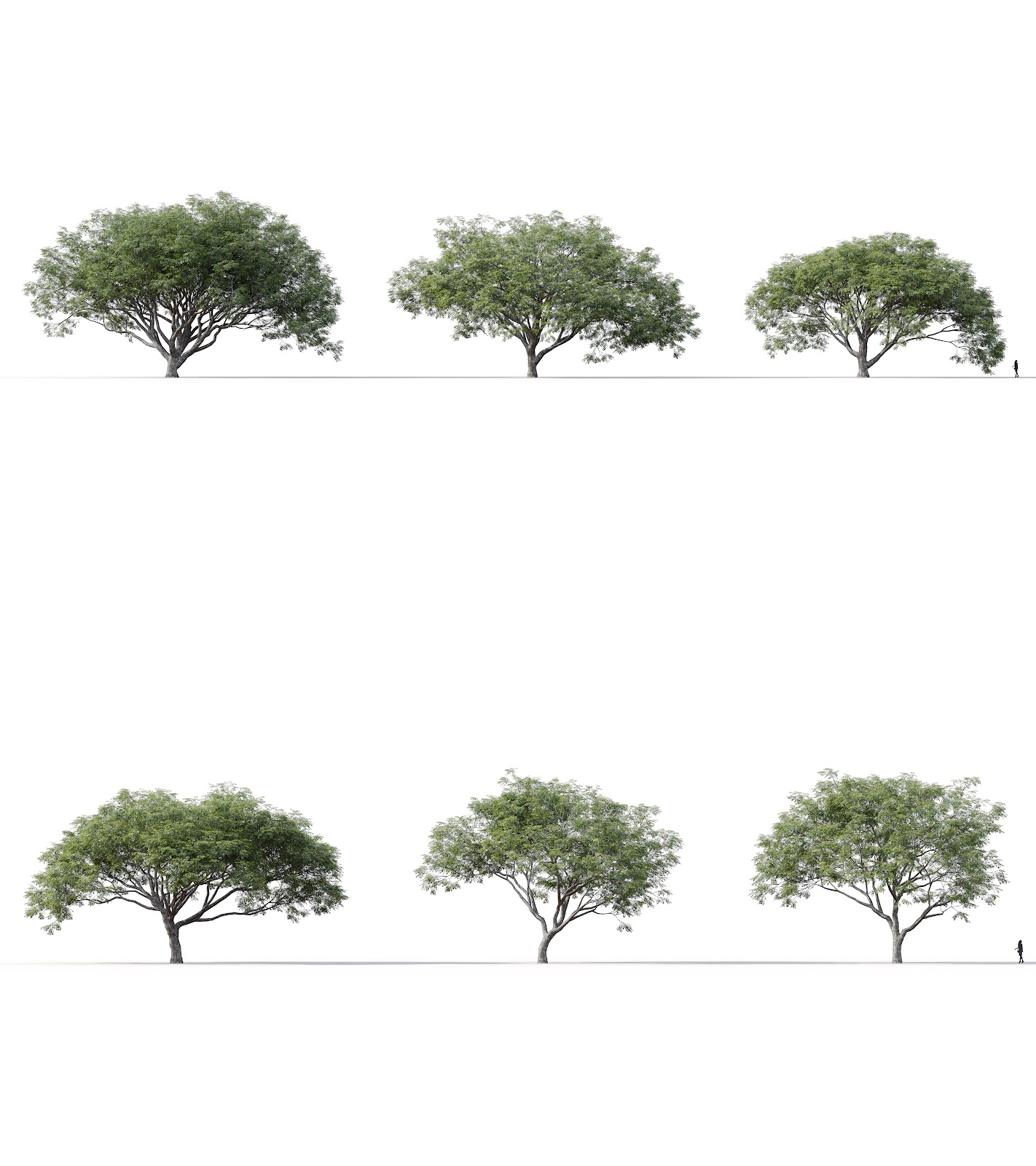 Maxtree - Plant Models Vol.16