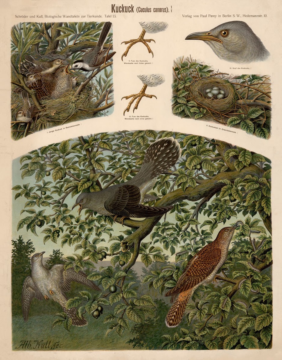 Cuckoo Cuculus canorus