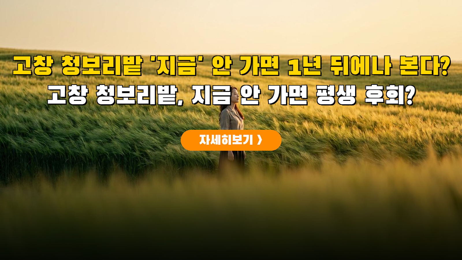 2026 고창 청보리밭 축제 개화 데이터 분석 및 방문 가이드