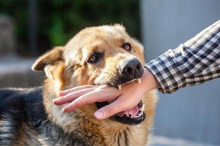 Hà Nội không để bệnh dại lây từ động vật sang người - Đài Phát thanh và truyền hình Hà Nội
