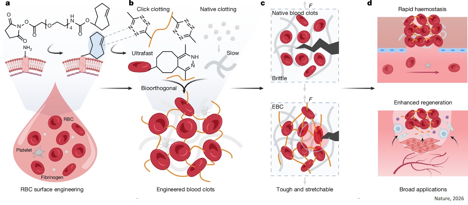 Engineering faster, more effective blood clots
