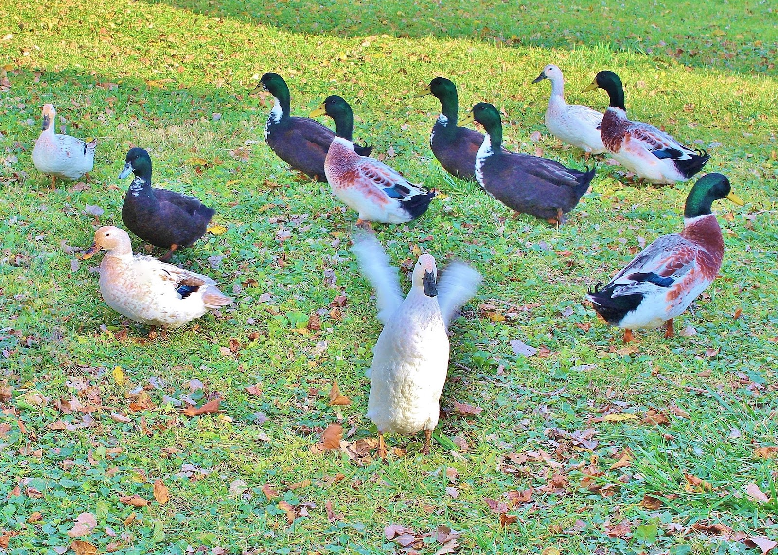 Black Swedish Duckling, Welsh Harlequin Duckling