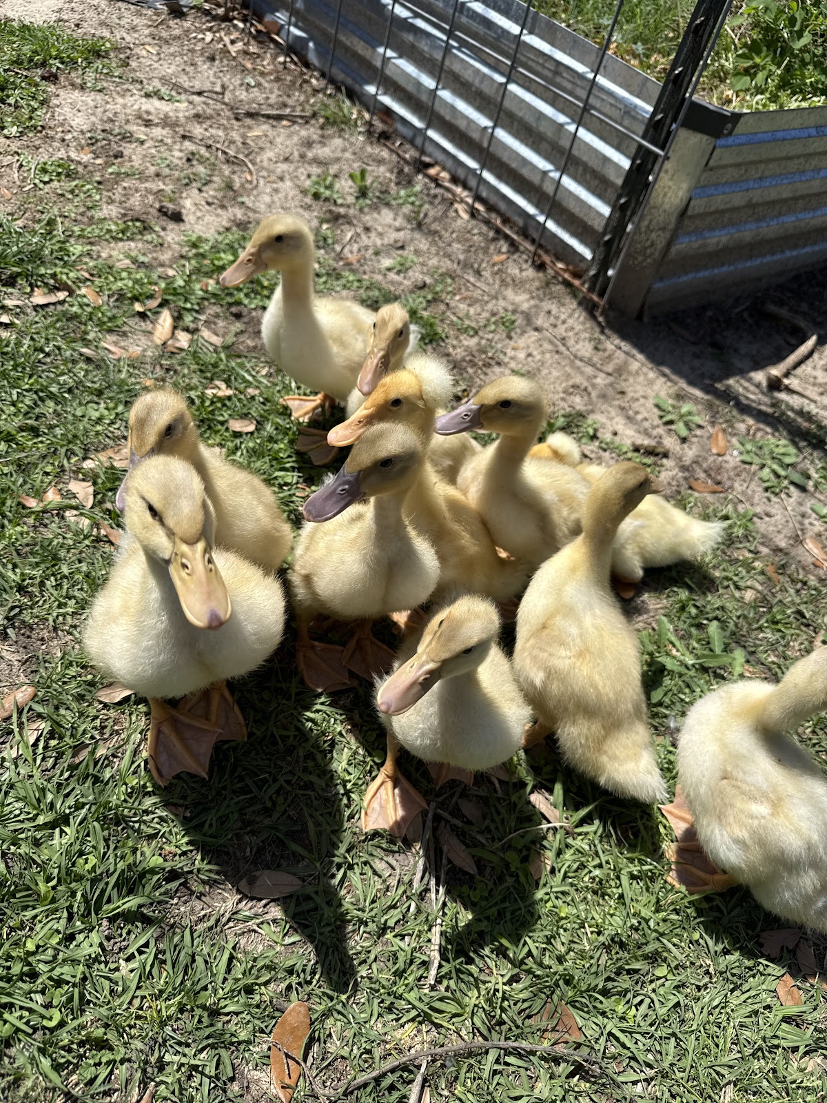 White Crested Duckling, Saxony Duckling