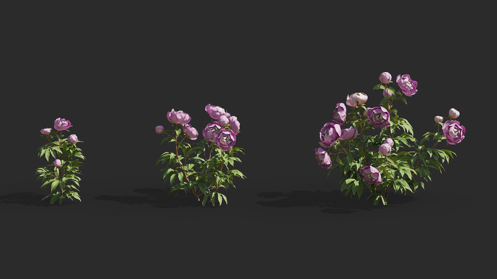 Maxtree - Plant Models Vol.64