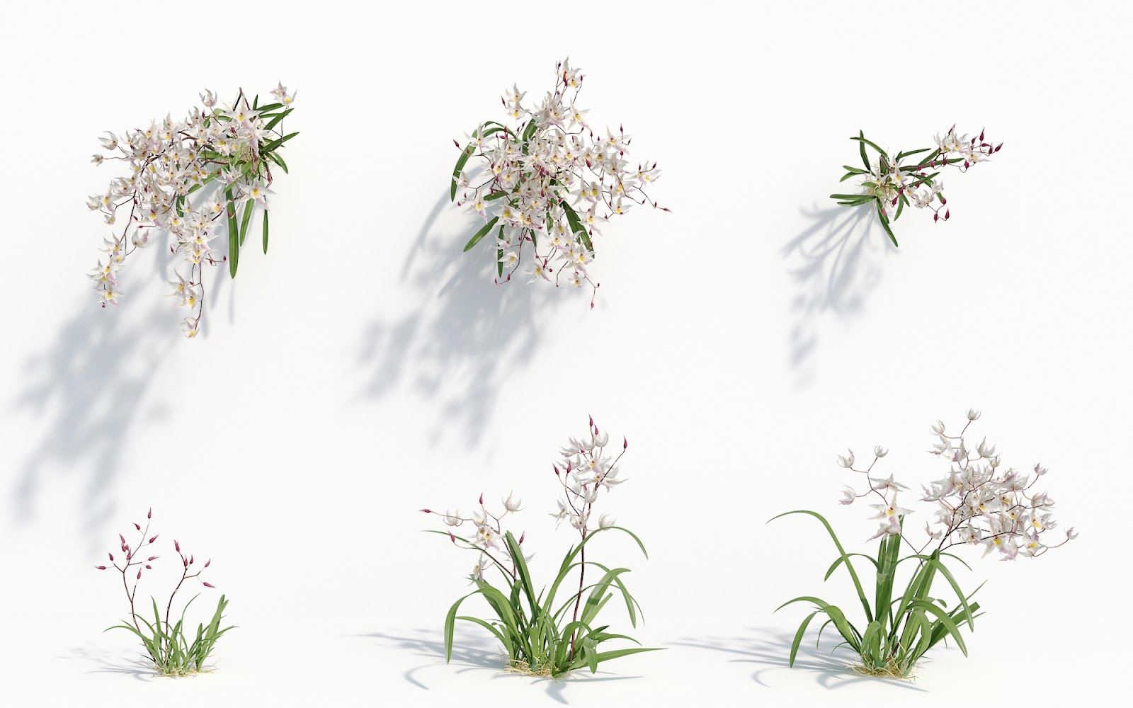Maxtree - Plant Models Vol.8