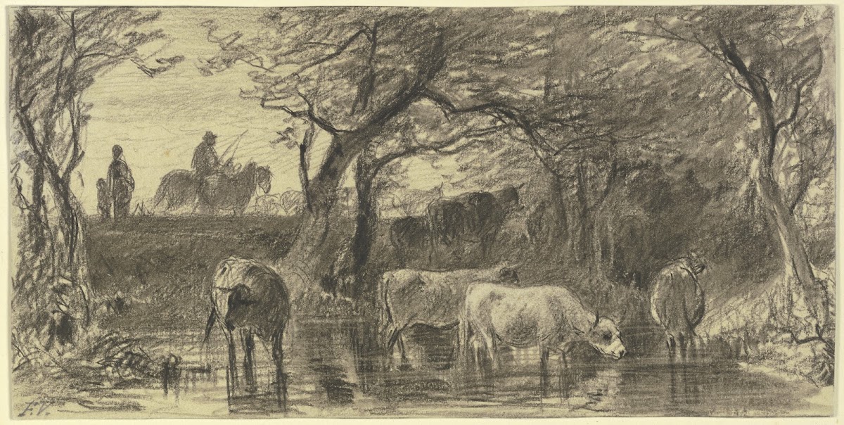 Cows drinking