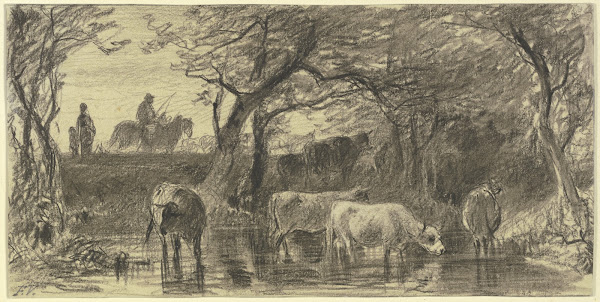 Cows drinking