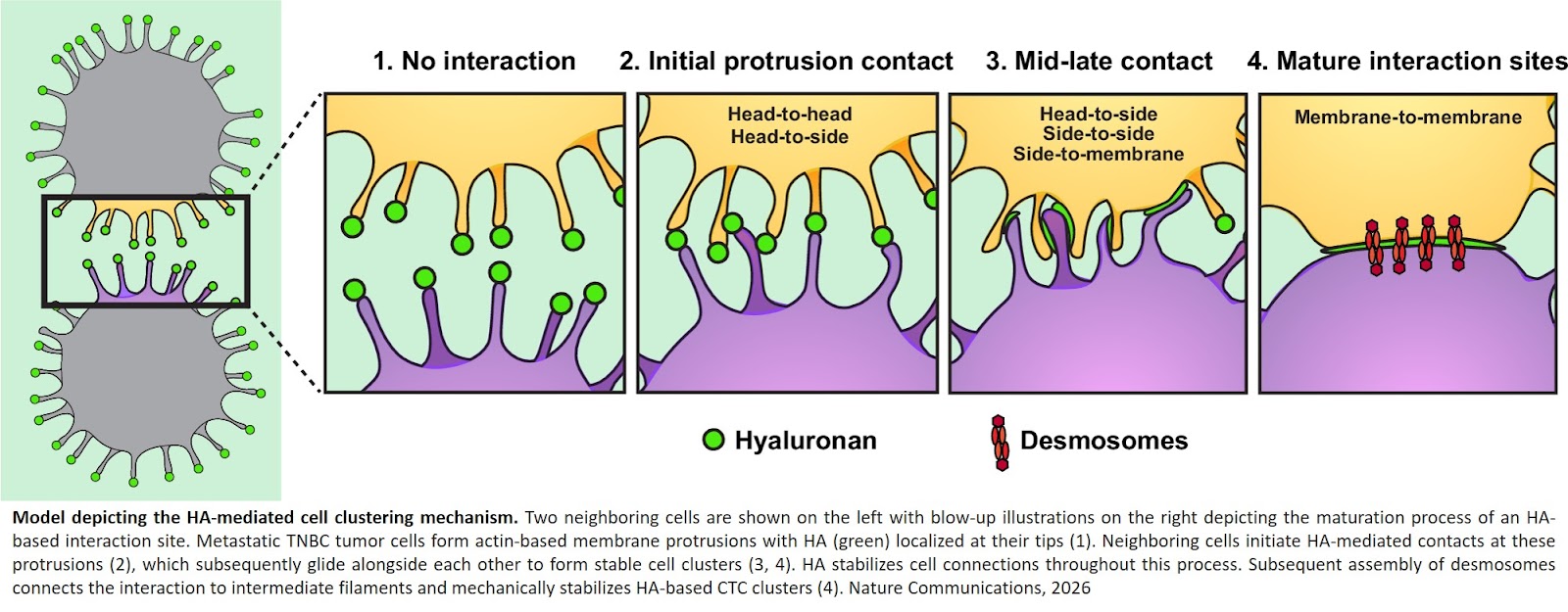 How extra cellular matrix boosts triple negative breast cancer’s ability to metastasize