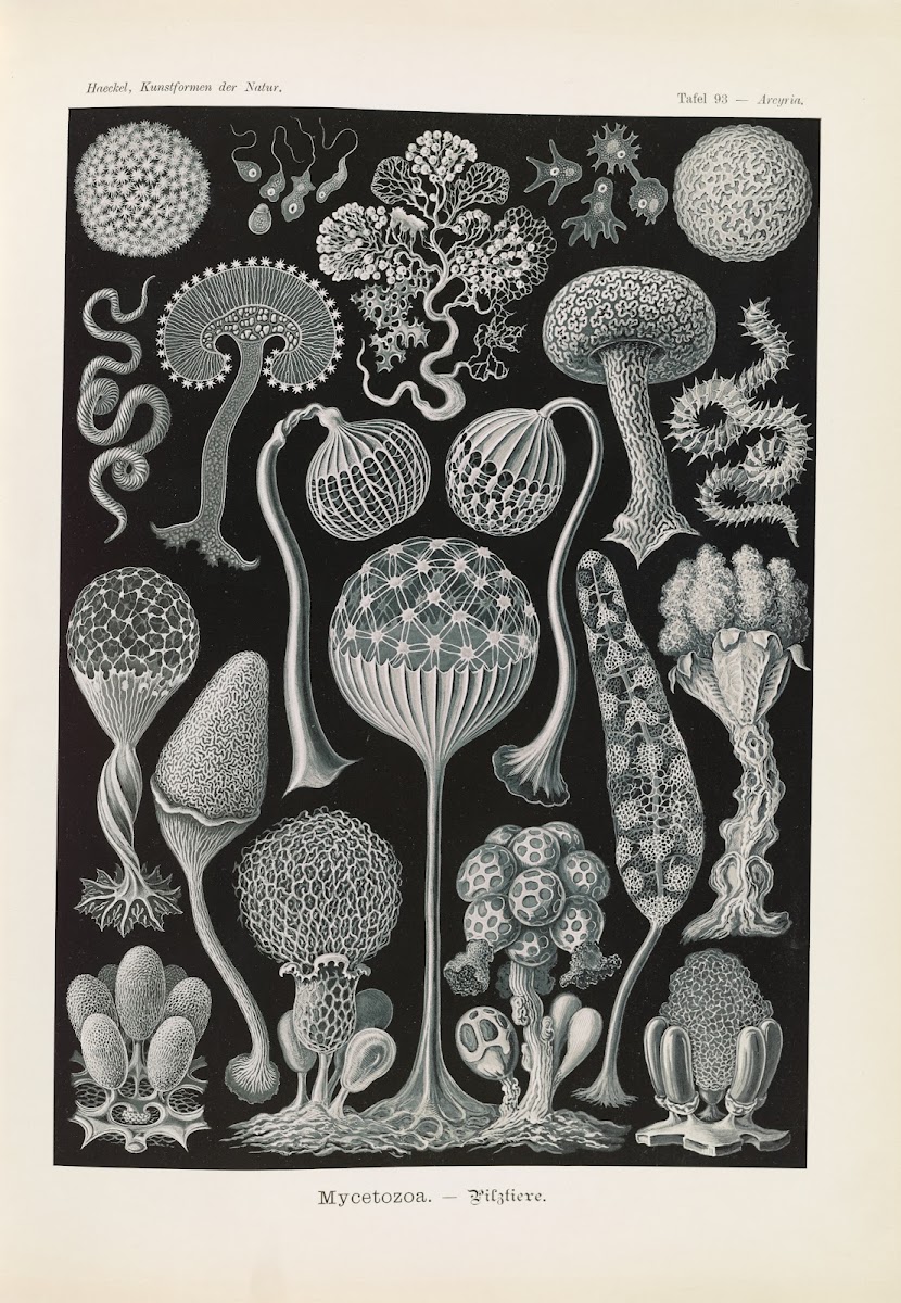Mycetozoa  Pilztiere 1904