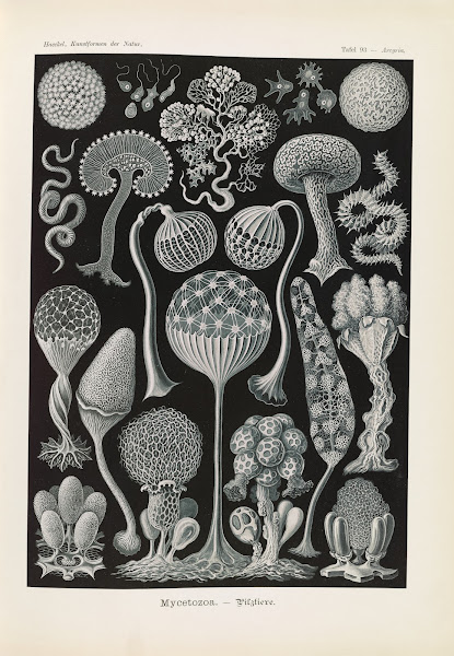 Mycetozoa  Pilztiere 1904