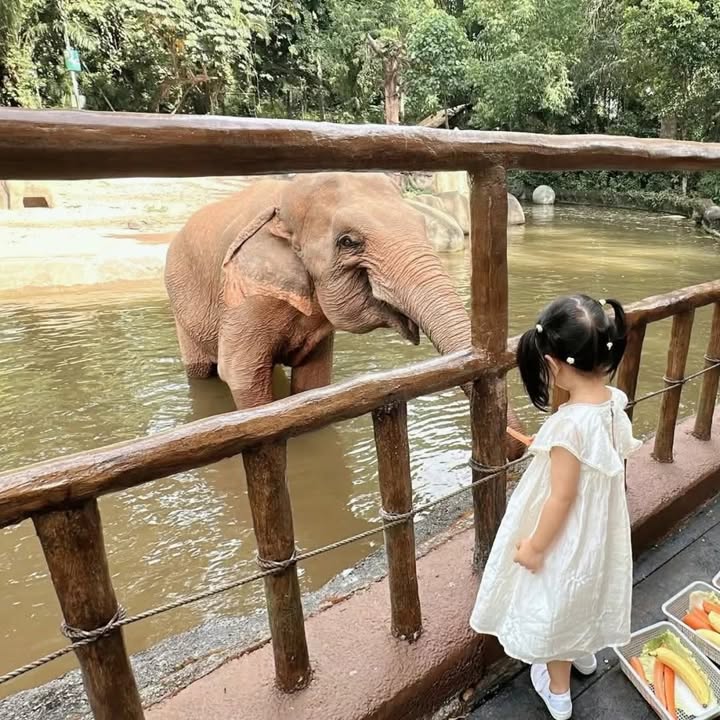 Kinh nghiệm đi Singapore Zoo tự túc và khu vui chơi miễn phí cho bé