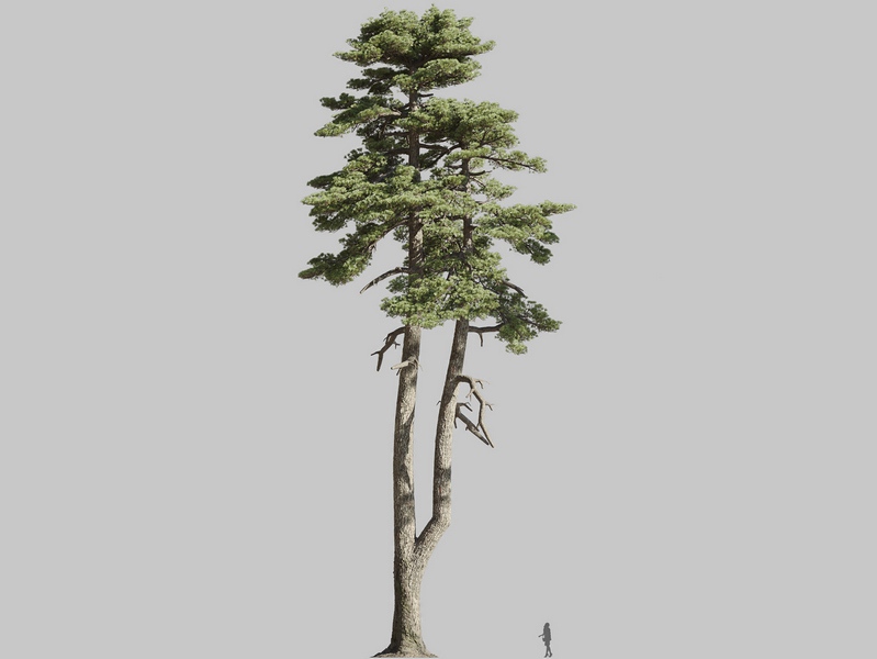 Maxtree - Plant Models Vol.126