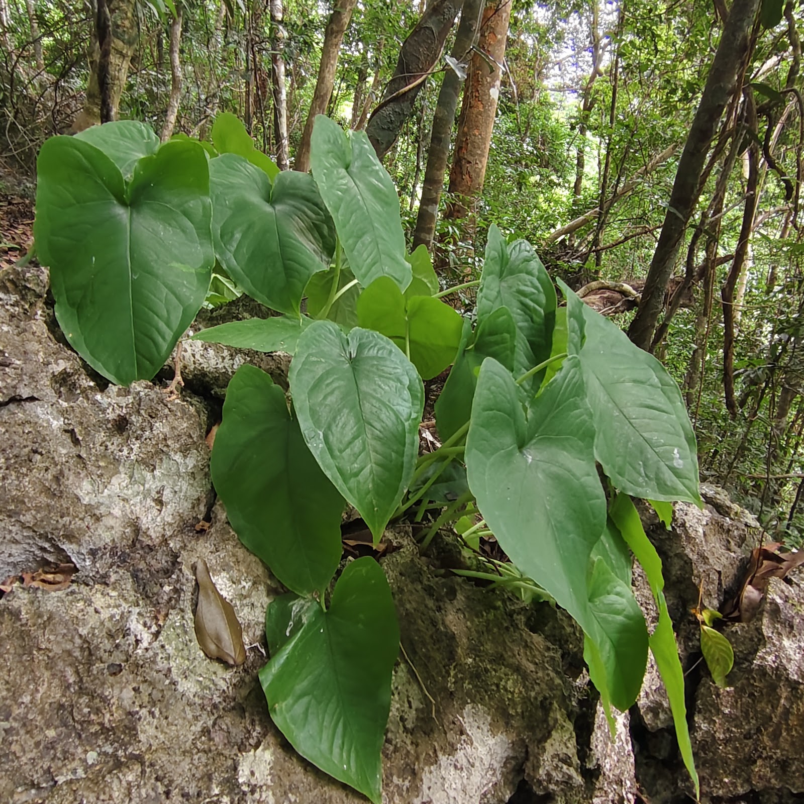 Jungle Foraging & Fire-Building — photo 2