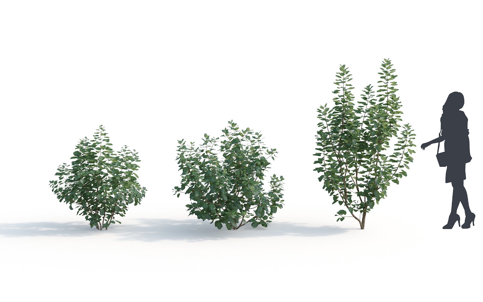 Maxtree - Plant Models Vol.6