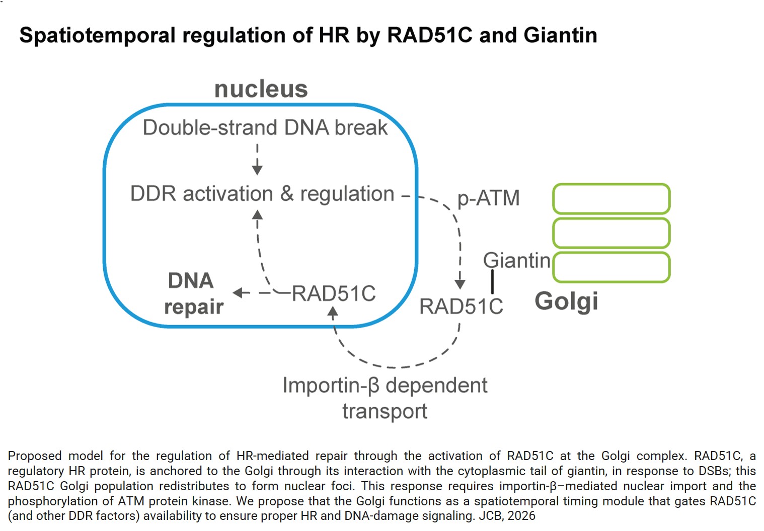 Spatiotemporal regulation of DNA repair proteins between Golgi and nucleus maintains genome stability