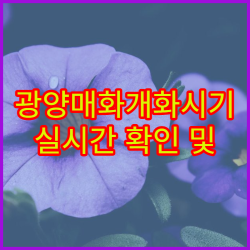 광양매화개화시기 실시간 확인 및 인근 관광코스 추천