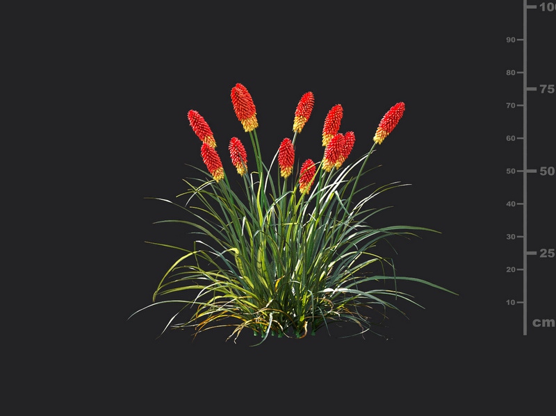Maxtree - Plant Models Vol.115