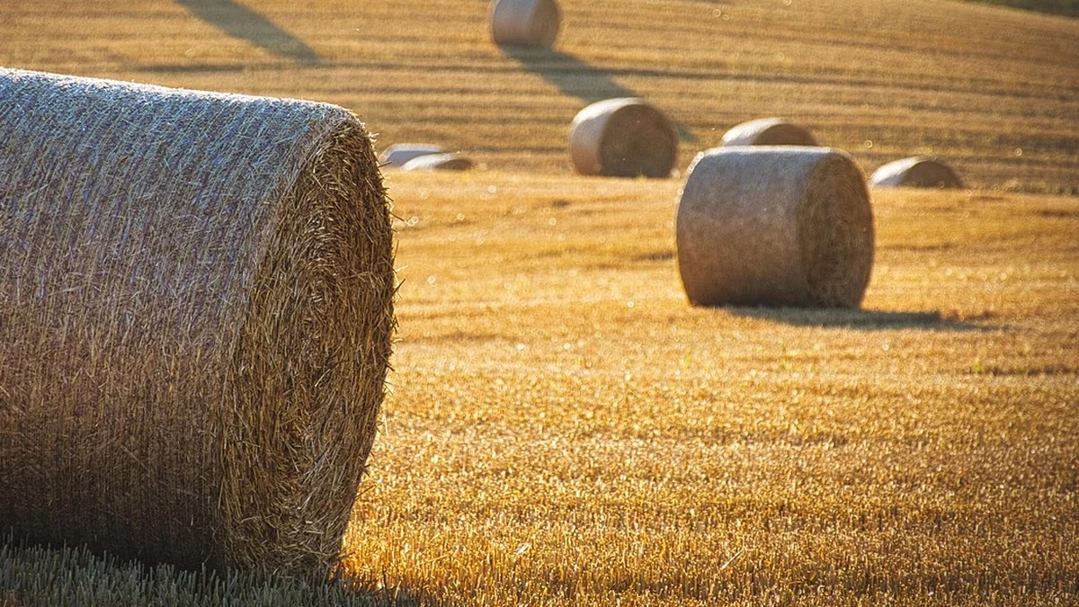금리 변화 시나리오별 채권 투자 전략 구조 분석