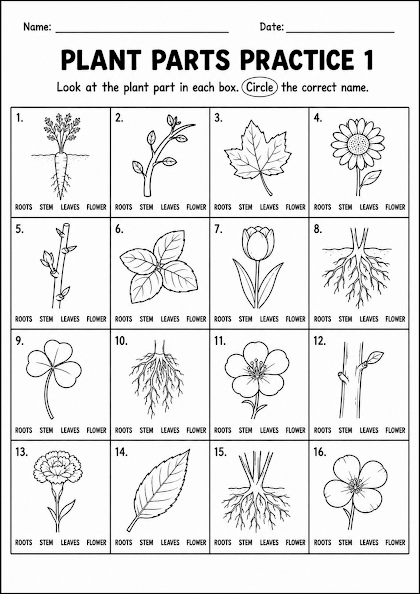 Plant Parts Practice 1